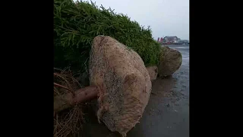 Ель сибирская