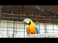 Macaw Aviary in Safari World, Thailand