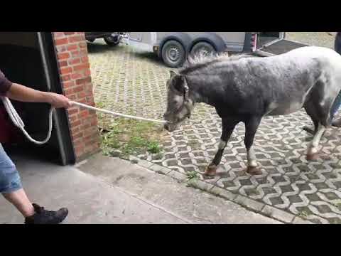 Video: Dulmen Pony Horse Ras Allergene, Gesondheid En Lewensduur