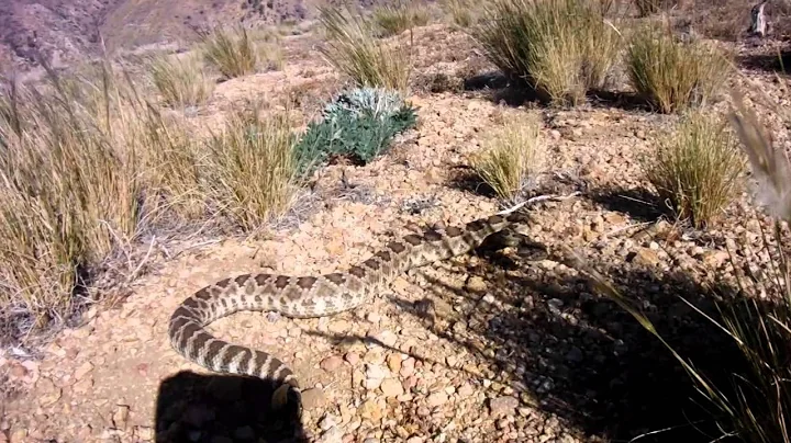 Mojave Green Rattle Snake on the Pacific Crest Trail