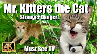 Mr. Kitters the Cat  Must See TV presents Stranger Danger