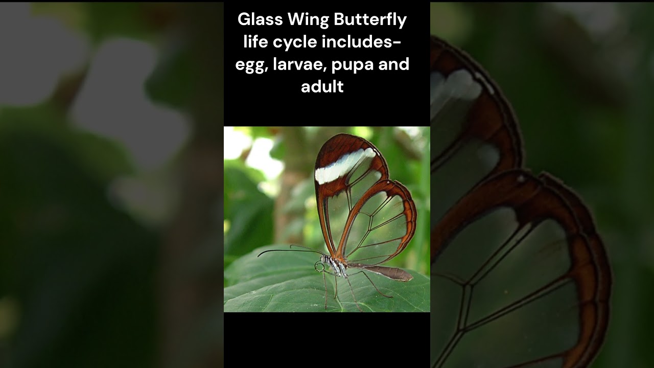 Glass Wing Butterfly- Fun Facts