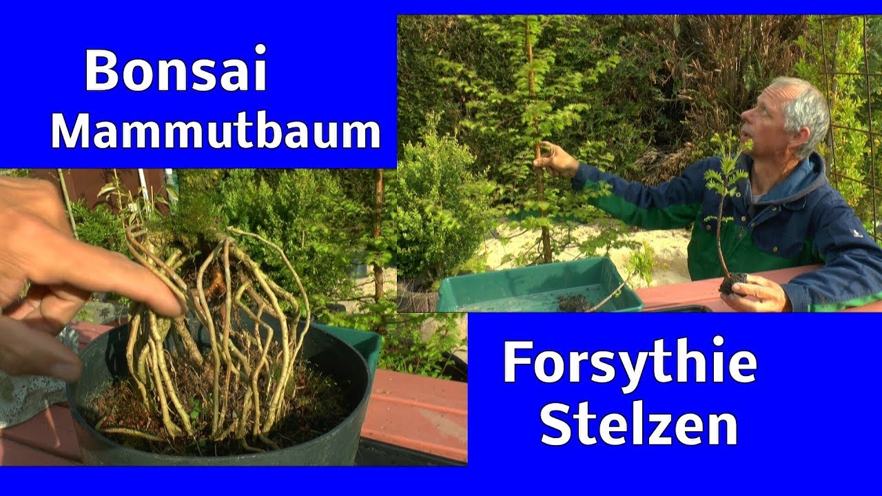 akarizide bambus Nicht wuchernder Bambus 'Jiuzhaigou' | kaufen