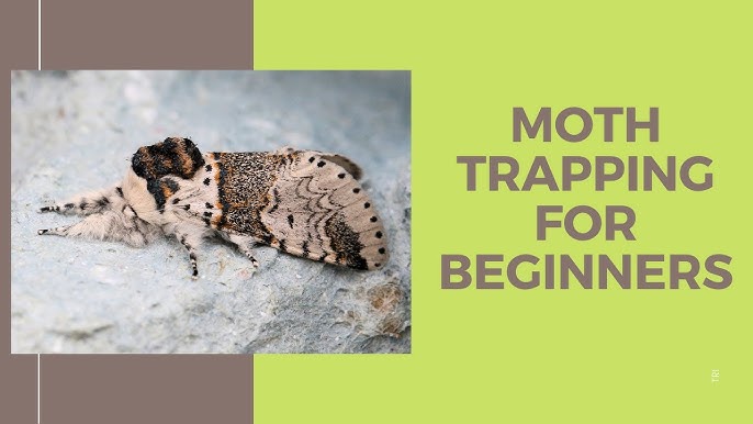 Building a Friendly Moth Trap (It's super easy.)
