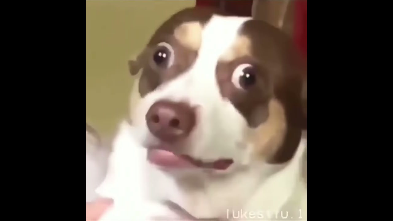 Screaming Dog Vine