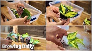 Packing This Week’s Etsy Plant Orders | Winter-Proof Shipping