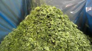 Spinach (IQF) by Advanced Equipment's IQF Fluidized Freezer