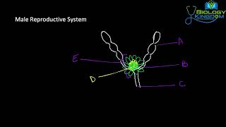 Male & Female Reproductive System of Cockroach | Structural Organization in Animals | NEET UG