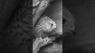 Kerkenez Yuvası İçin Ölümüne Direndi Karşısında Kargalar Ve Baykuş