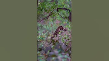 Leopard attack on monkey standing on tree.! #monkey #leopard #monkeylife #leopardvideo #monkeybaby