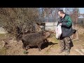 Весна. Ванна. wild home boar. Кабан - Фроська.