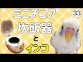 【おしゃべりインコ】インスタ映え⁉︎話題のミニチュア炊飯器で粟穂を食べるぴのちゃん