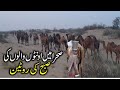 Camels People Morning Routine in Desert | Extreme Desert Life | DesertPeople Lifestyle YouTube