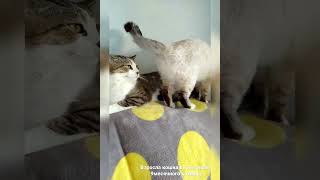 Кошка Вылизывает Огромного Кота #Shots #Смешныеживотные#Funnycat#Kitten#Mom#Cutecat