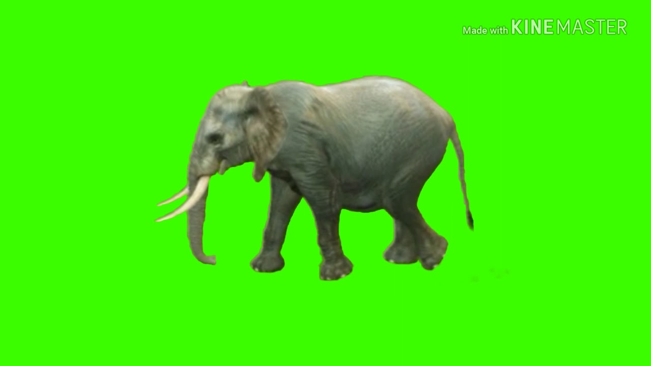 Elephant green screen HD 2018 - YouTube