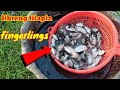 Libreng tilapia fingerlings/tilapia raising