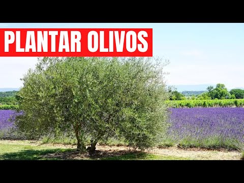 Video: Datos sobre el olivo de Nuevo México: aprenda sobre el cultivo de olivos del desierto en los jardines