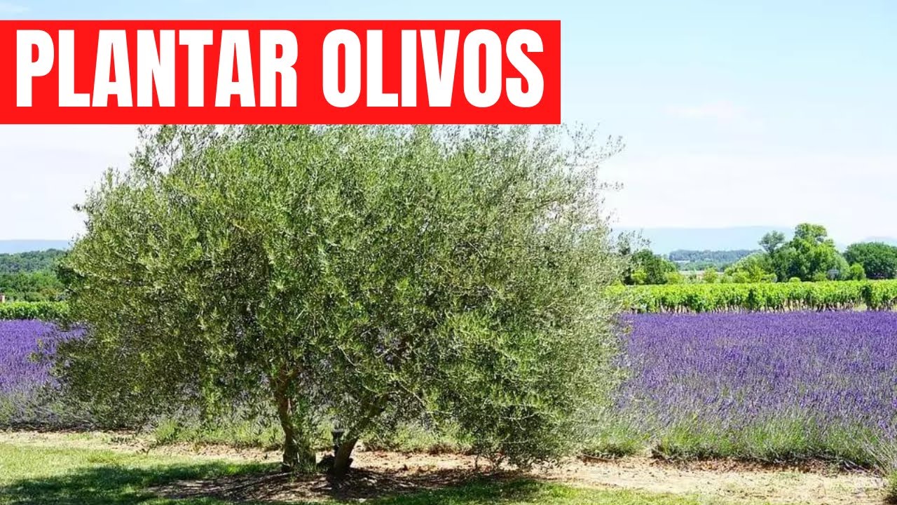 ✅ COMO PLANTAR OLIVOS. EL MEJOR MÉTODO ✅ AGARRAN SIEMPRE