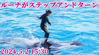 頑張るルーナ最高!! 鴨川シーワールド シャチショー KamogawaSeaWorld  orca killerwhale