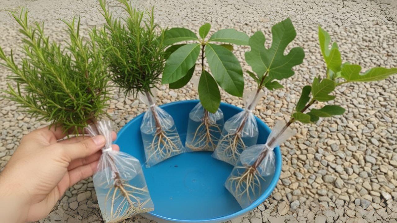 Así puedes tener los árboles que quieras totalmente gratis 🌱