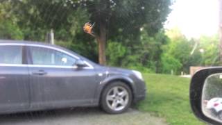 Spider Web Spun On My Car