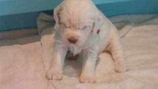 Painswick Puppies Video #4 by seascay 2,738 views 15 years ago 3 minutes, 57 seconds