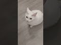 "My Cat Yoko's First Interview! 🎤🐾 (She's a Talker!)"(This is my real recording not AI)enjoying!