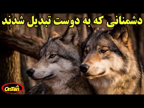 تصویری: تاریخچه پیدایش نژاد سگ دوبرمن