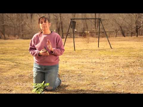 How to Prune a Philodendron After a Freeze : Pruning Tips