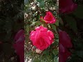 #song #coversong #lifeisbutadream #food #recipe #foodshorts #cooking #foodclips
