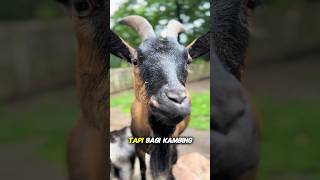 Rahasia ilmiah dibalik bau prengus kambing #kambing #goat #prengus