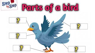 أجزاء جسم الطائر || parts of a bird 🗣️