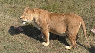 А говорят, в Тайгане львы голодные 😃 They say, hungry lions in Taigan 😃 А говорят, в Тайгане львы голодные 😃 They say, hungry lions in Taigan 😃