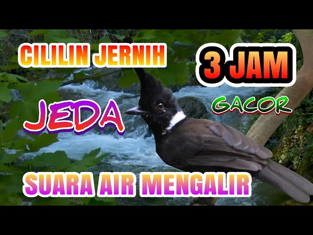 Masteran Burung Cililin Gacor Jeda Jernih durasi panjang 3 jam dan suara gemericik air mengalir class=