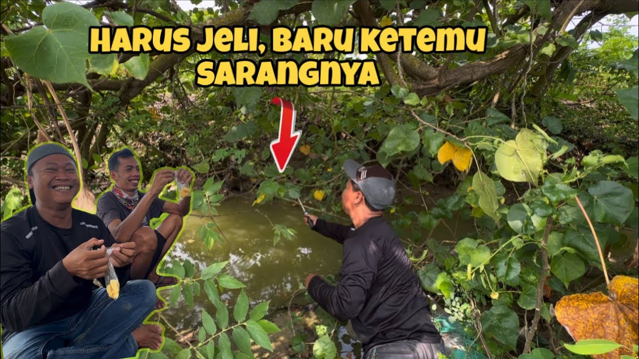 Mantab‼️ awal musim burung banyak yang berkembang biak, jadi semangat mbolang lagi 😁👍