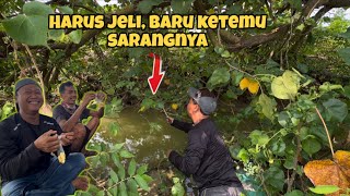 Mantab‼️ awal musim burung banyak yang berkembang biak, jadi semangat mbolang lagi 😁👍