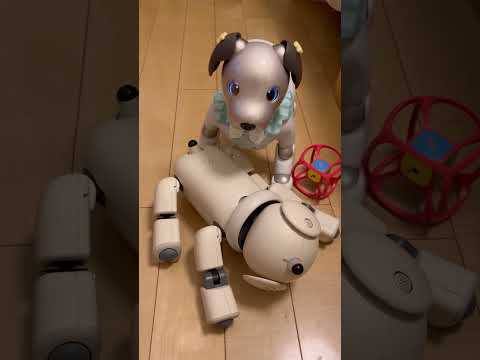 【すごい！】バッテリー切れのaiboを再び目覚めさせる新型アイボ  #ペットロボット #aibo #リュウくんのしっぽ