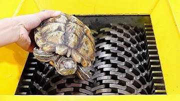 Turtle VS Shredder! Test the hardness of the turtle shell. It lets people release the pressure!