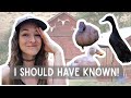 Ducks for Beginners - 3 things I wish I knew BEFORE getting ducks 