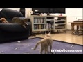 comment faire quand deux chatons se rencontrent pour la première fois