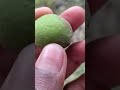 mere gaon mein fruit Ho Gaya #viralvideo