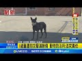 廟會狗咬事件