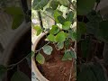 ನಮ್ಮ ತೋಟದಲ್ಲಿ ನಿಂಬೆ ಗಿಡ 🌿🍋 | Fresh Lemons at Home