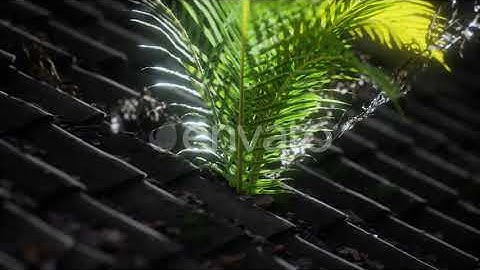 Moss and Fern on Old Roof | Motion Graphics - Envato elements
