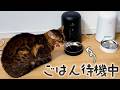 ずっとご飯を待つ猫