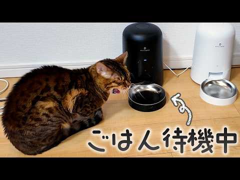 ずっとご飯を待つ猫