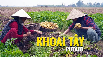 Trồng khoai tây và bất ngờ từ vụ thu hoạch - Cuộc sống nông thôn tập 51