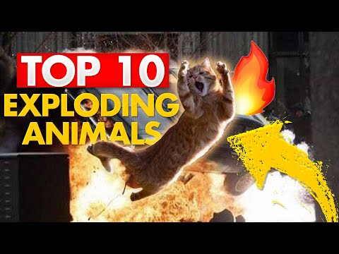 exploding-animals-|-top-10-coolest-stuff-2020