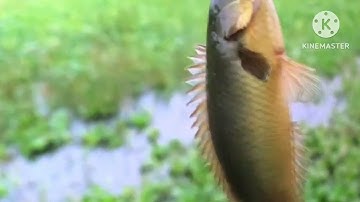 Câu Cá Rô Đồng / Cá Kéo Cái Phao Chạy Băng Băng Trên Mặt Nước