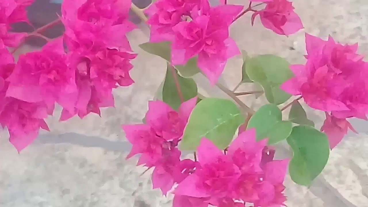 #Plantas - YouTube